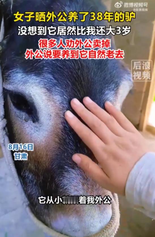 甘肃，女子78岁外公养了一头38岁的毛驴，远超家驴25-30岁的平均寿命，女子感