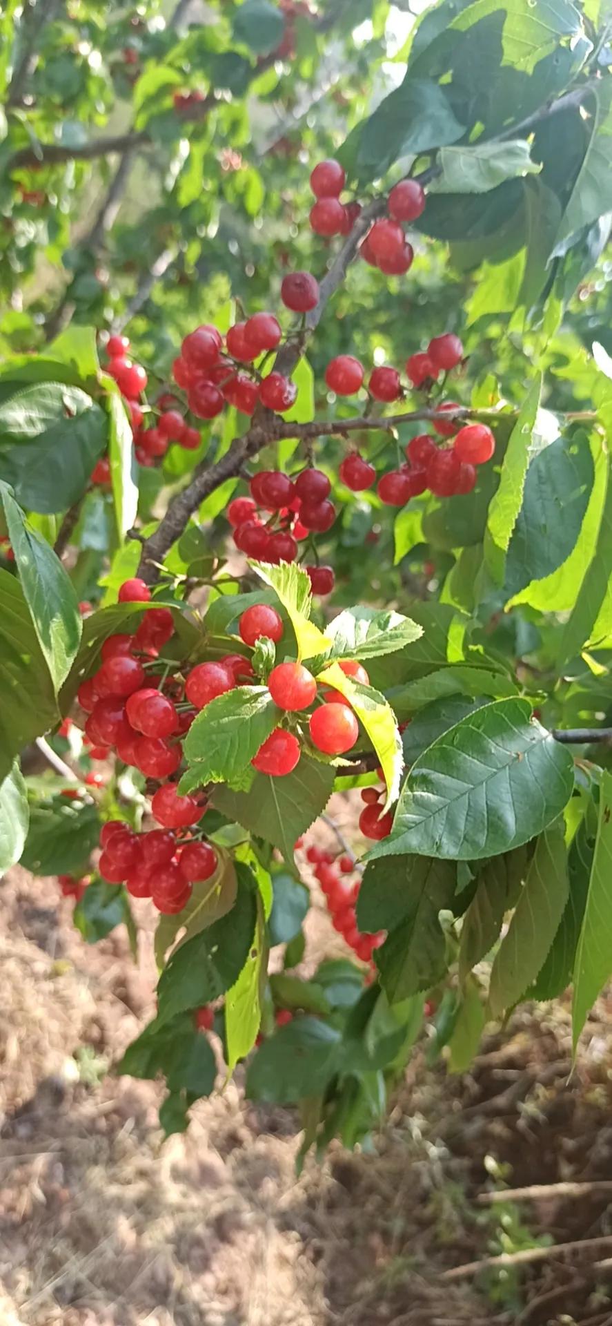 🍒🍒又到一年樱桃🍒上市时。
一家人都爱吃樱桃，也爱上樱桃园去摘樱桃。
这几
