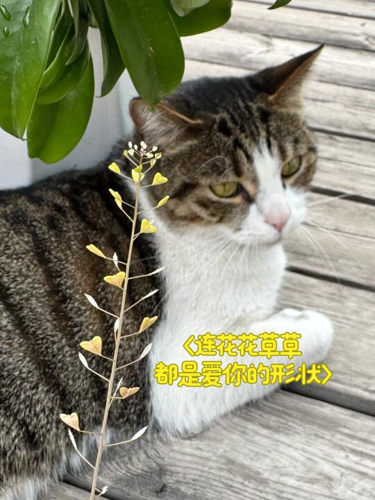 晒晒我的小花猫
