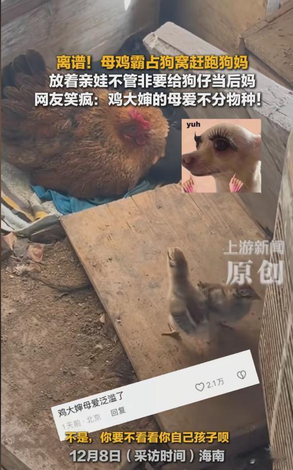 “太离谱了！”12月8日报道，海南一女子喂鸡时，发现有只母鸡将狗妈妈赶走，霸占着