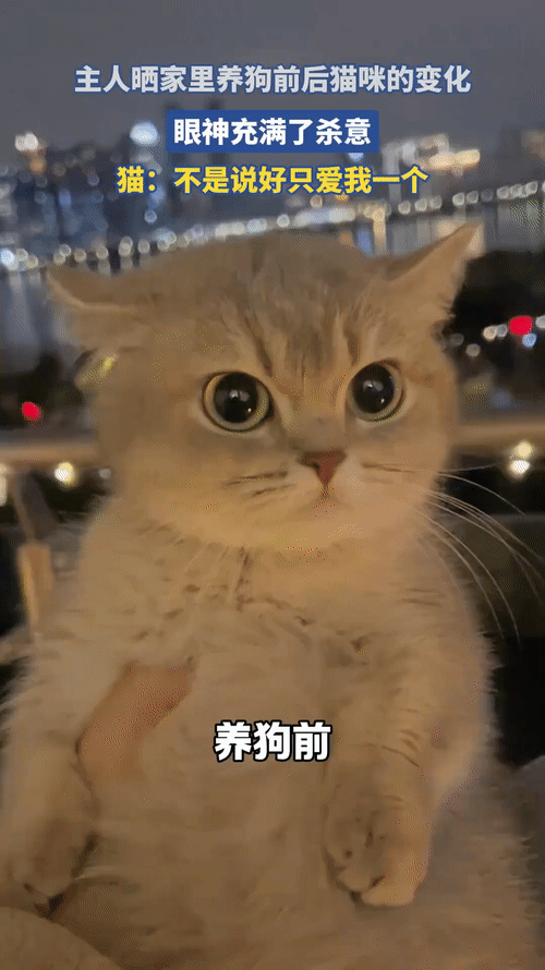 哈哈哈，仇恨值拉满[捂脸][奸笑]不愧是小猫