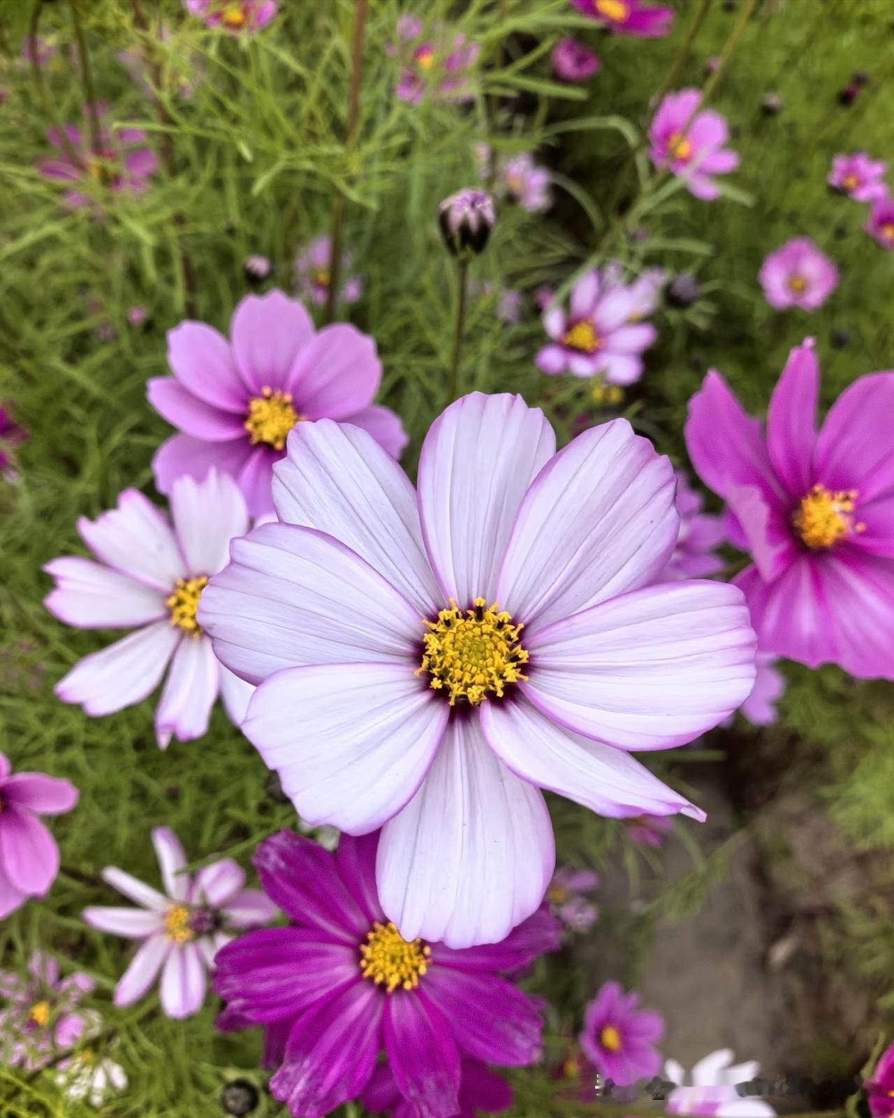 花瓣干干净净的，被太阳晒得亮亮的，风一吹就晃悠，看着心里特舒坦。不知道它叫啥名，