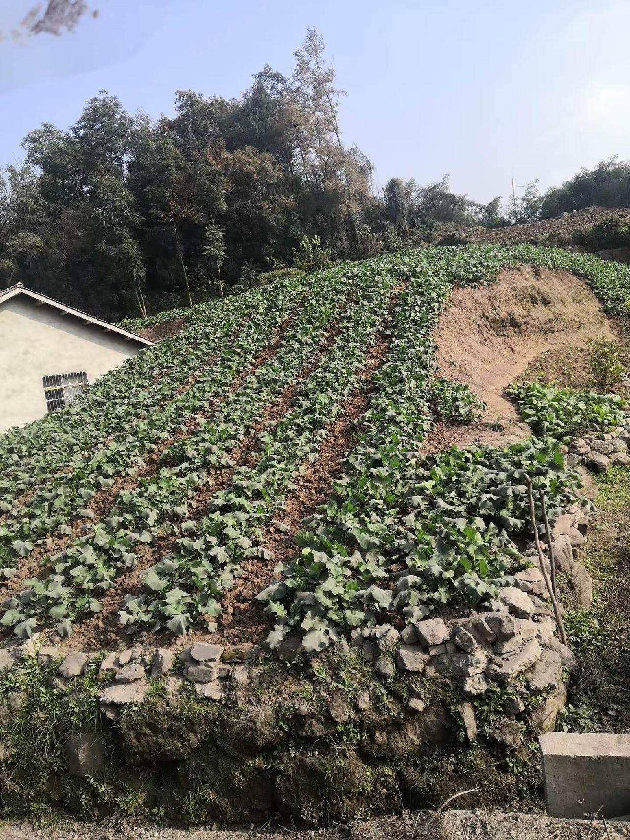 我的乡村生活 我的农村生活 乡村的生活 乡村风景 农村田园风光