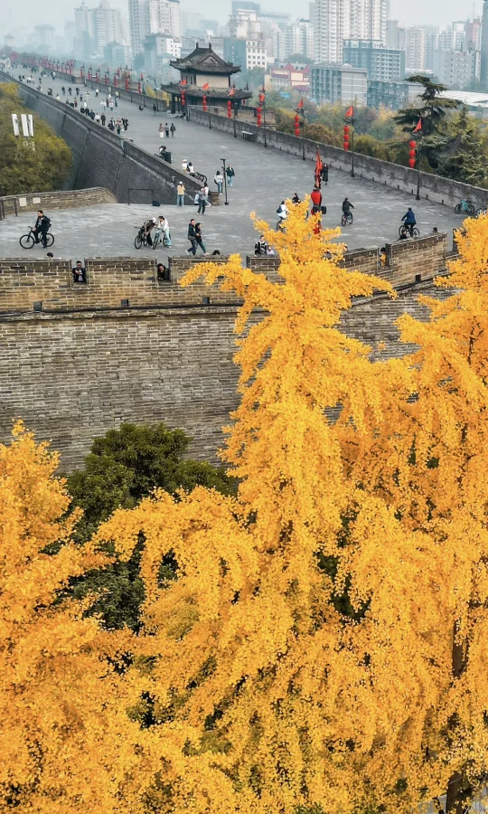 满屏观看西安城墙的金秋🍂已经迫不及待了❗️