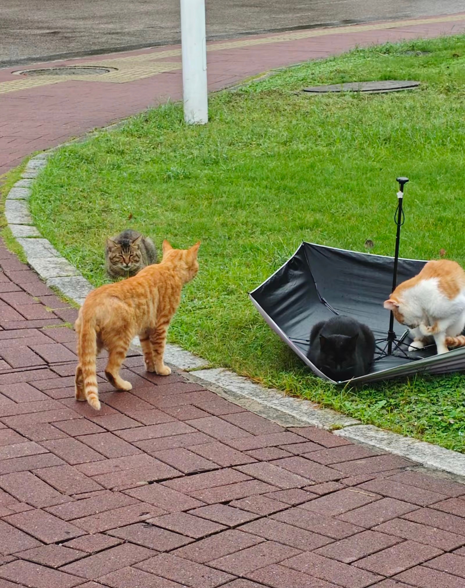 如果我们是中国的猫 在外网爆火的中国校园里躲雨的猫咪们其实还有后续……🐈校园里