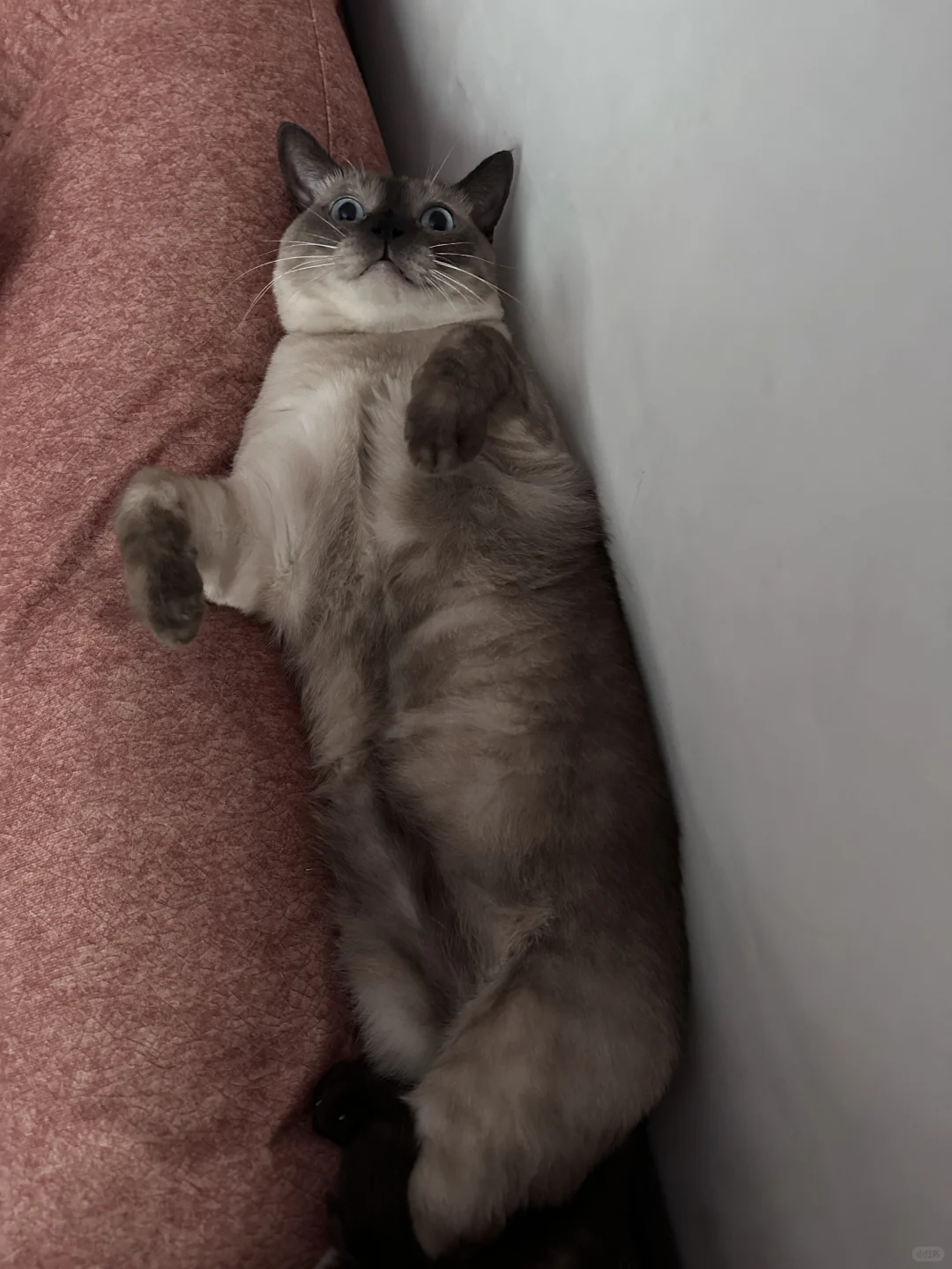 糊糊小猪崽一个