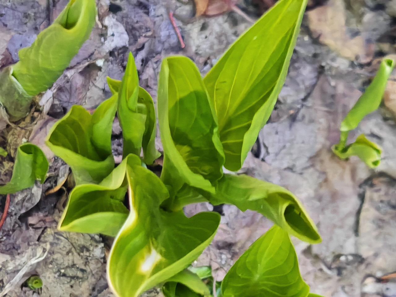 与痛风斗争的历程202
 
   今天星期二，又是平凡又奔波的一天。一早醒来，窗