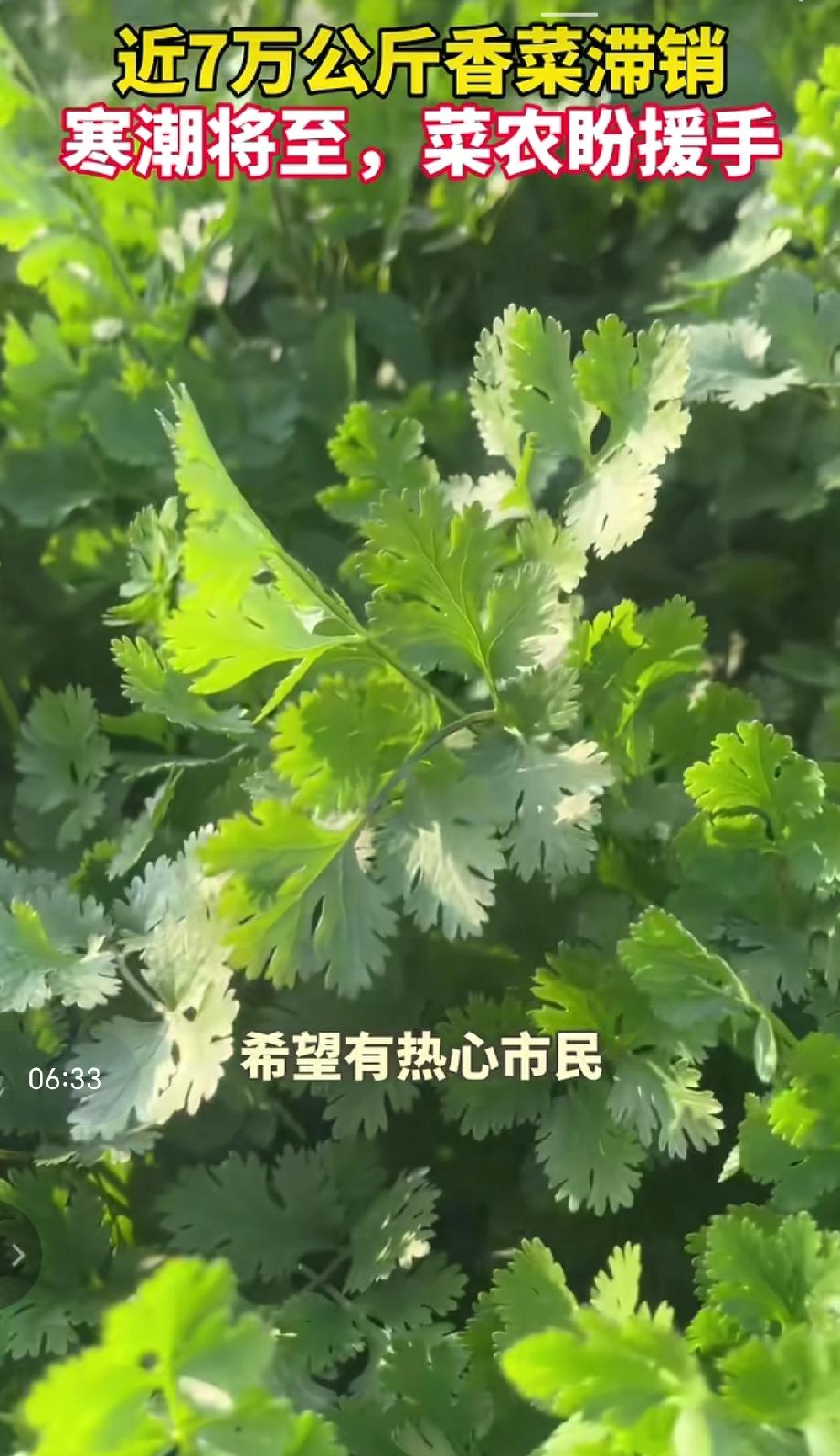 德州临邑临盘街道牛角店村菜农种的香菜终于到了可以出售的时间，确面临的香菜滞销困境