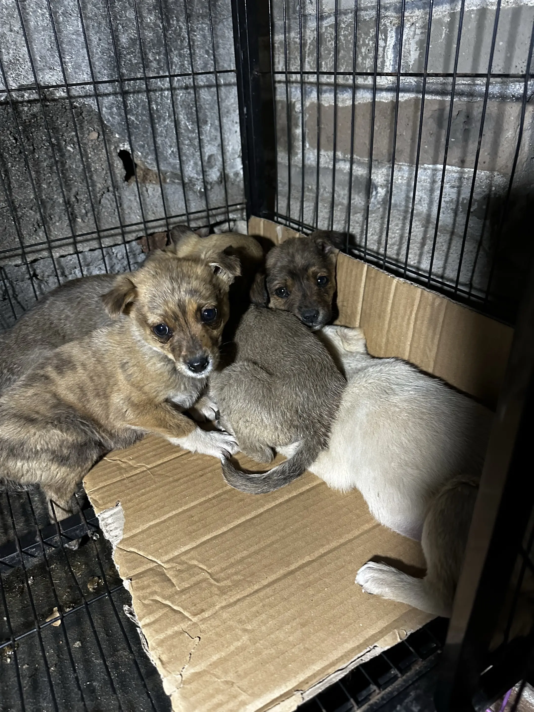 这两窝小狗狗是今天被遗弃出来的