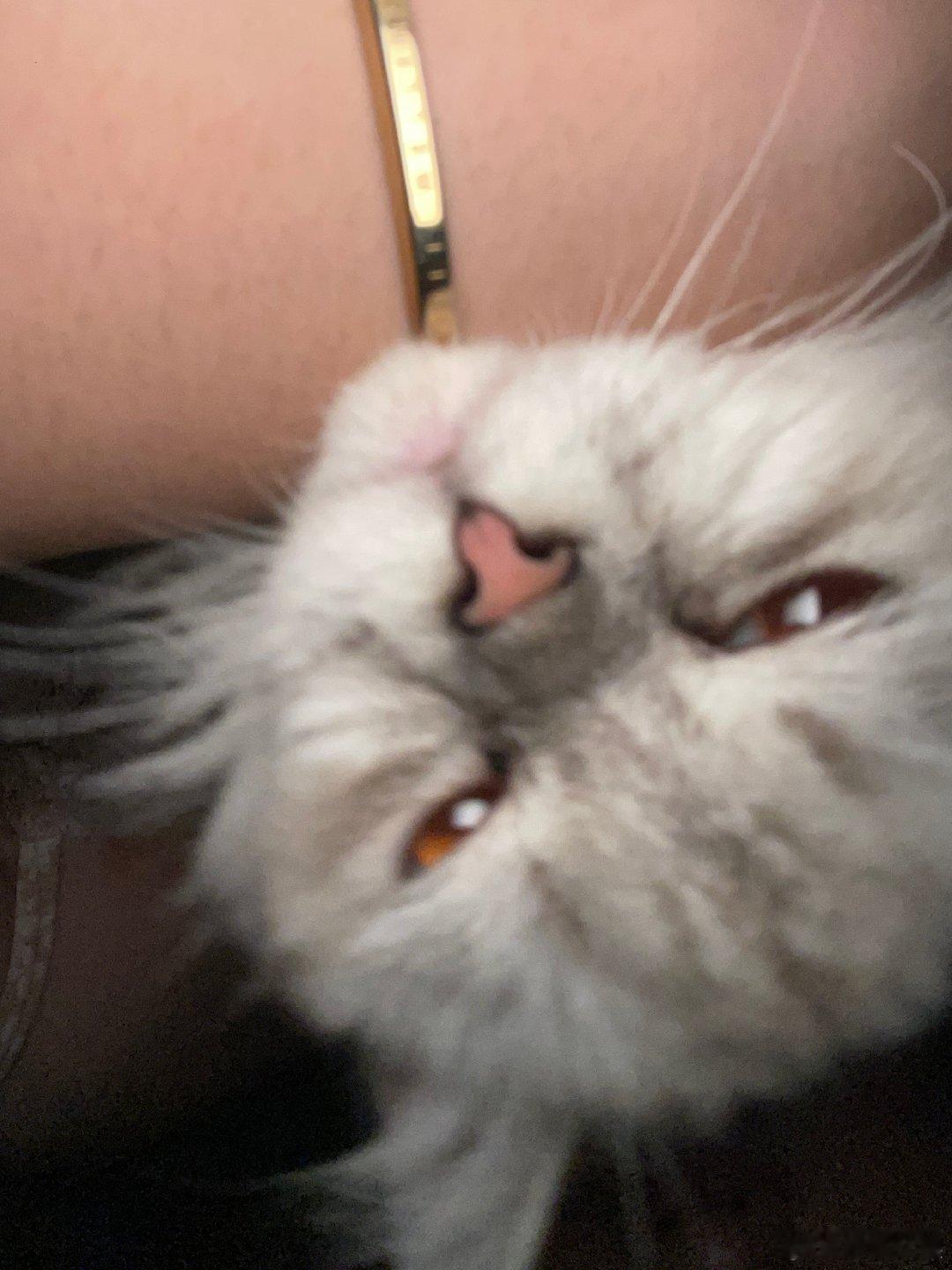 镇魂街4  今晚开播盛宴！邪恶猫妖横行霸道，玩偶人和小电视都遭殃。但别灰心，动画