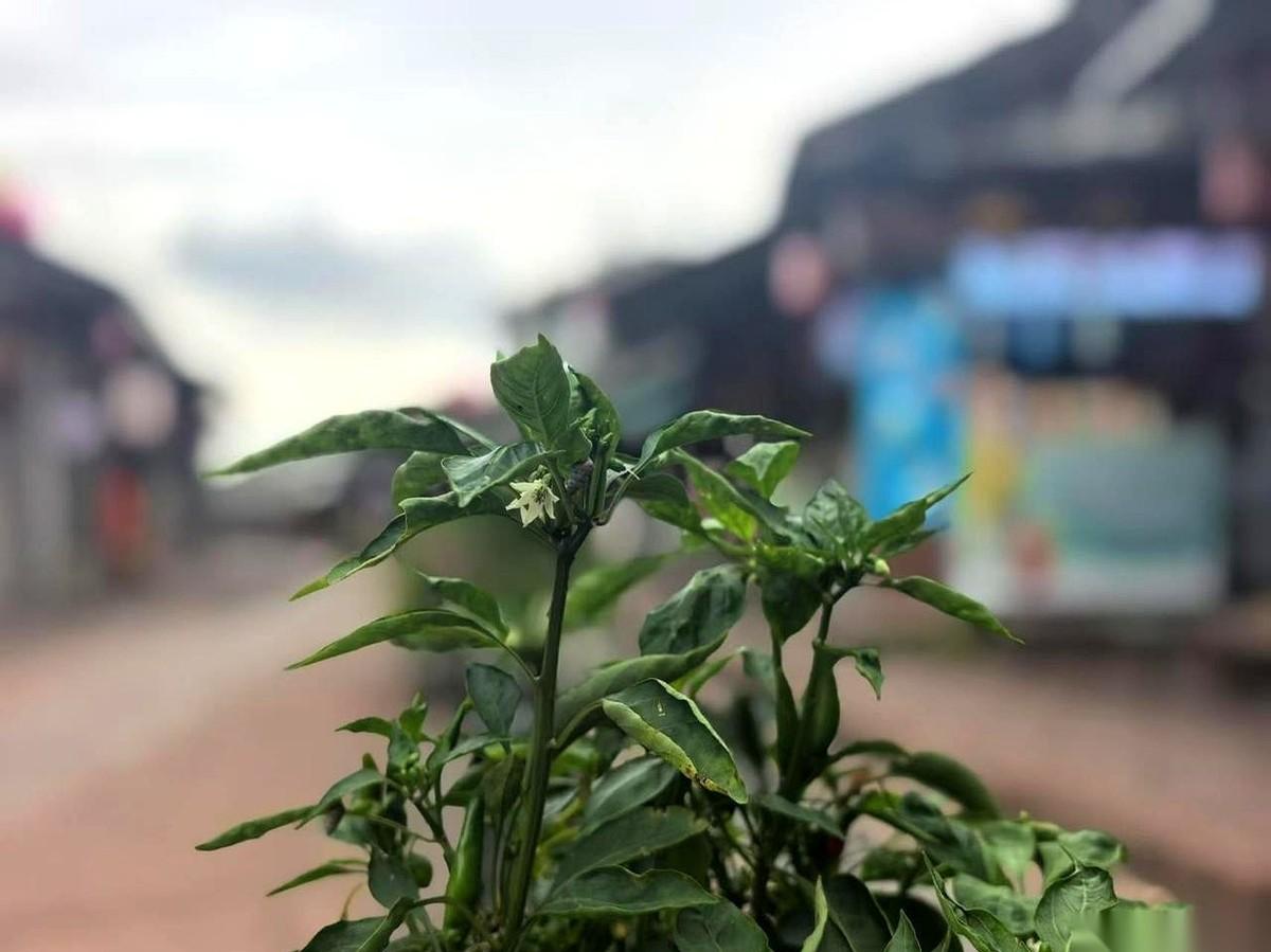 侄女在这个中秋节搬回了娘家住，起因是她老公婚后依然把工资交给亲妈管。
婆婆把儿子