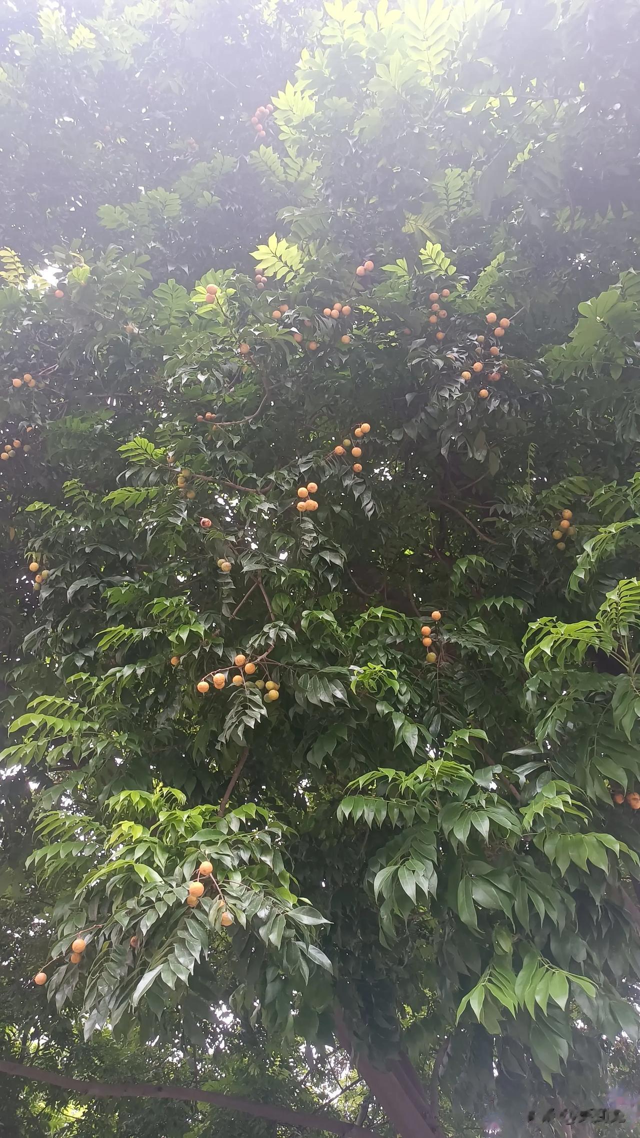 家人们谁懂啊，马路边看到的，这是什么果啊?