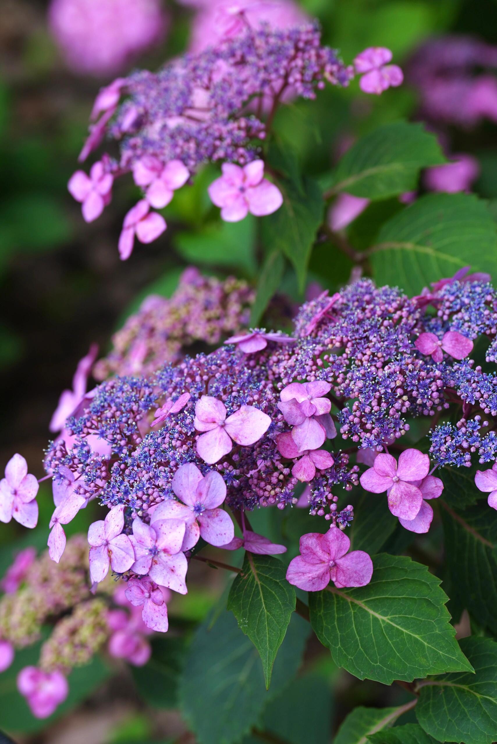 植物科普雪塔凝霞｜八仙花“塔贝”“粉萼环星蕊，团云沐夏荫”——题虎耳草科绣球名品