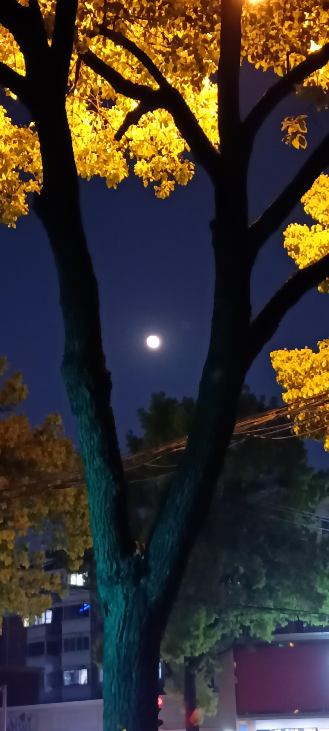 月光下的银杏树，静谧而美丽。
上联:明月照黄叶，
下联:夜色入诗行。
