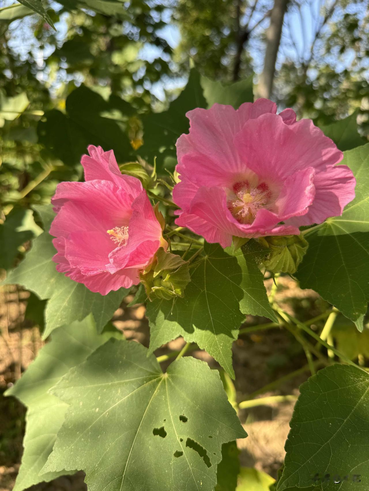 今天去河边小道散步，本想拍拍漂亮小花花，结果刚在草棵子里拍了一张，胳膊手腕就疼得