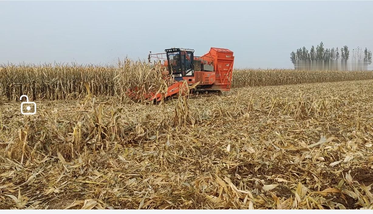 我们河间秋季这三年有一个共同的特点，就是雨水偏大，棒子基本上不用浇水，收完棒子不