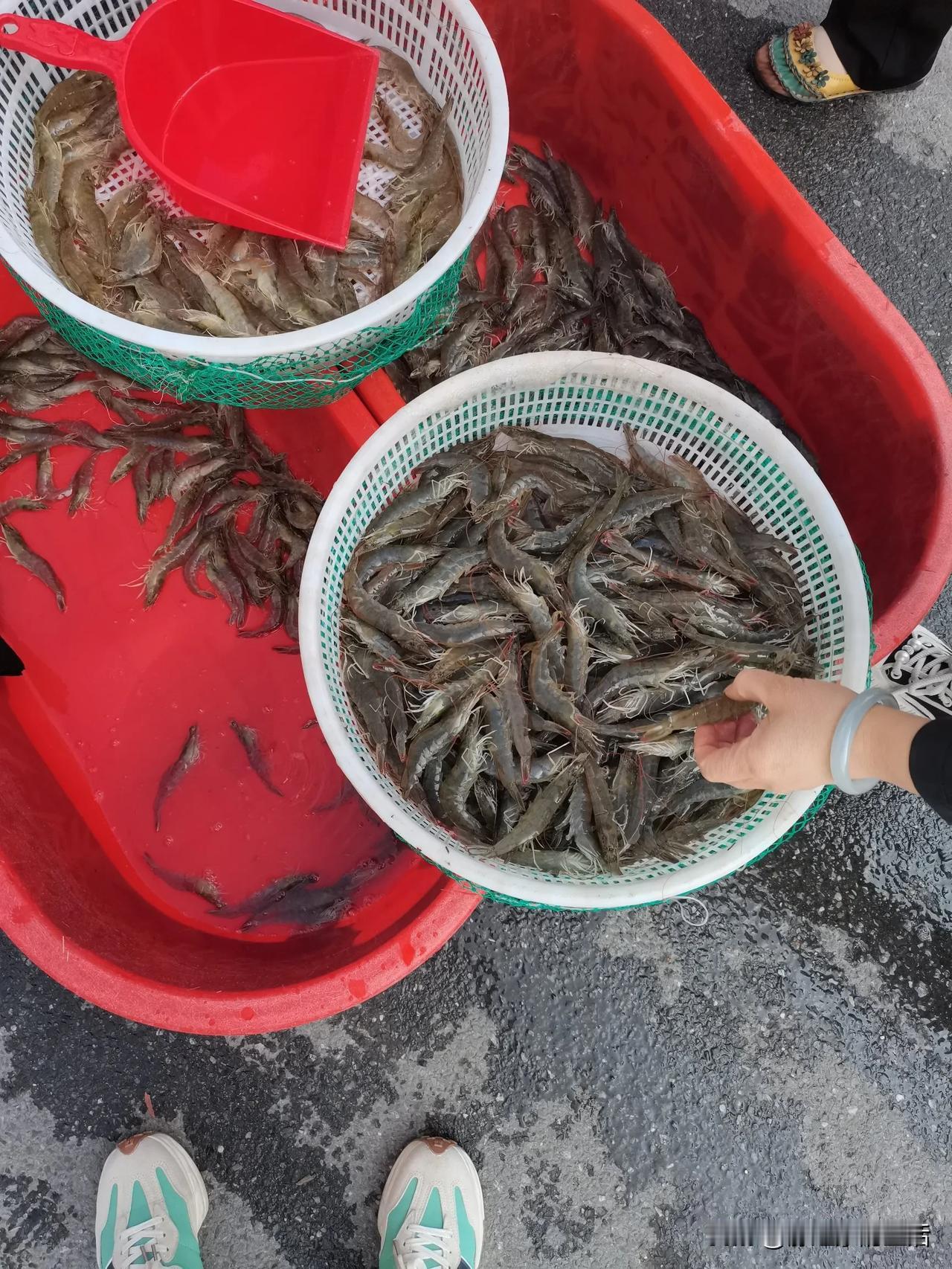 今年的大虾一直没买，上午在家看群里来小区卖虾，年年都买他卖的，感觉还不错，今年本