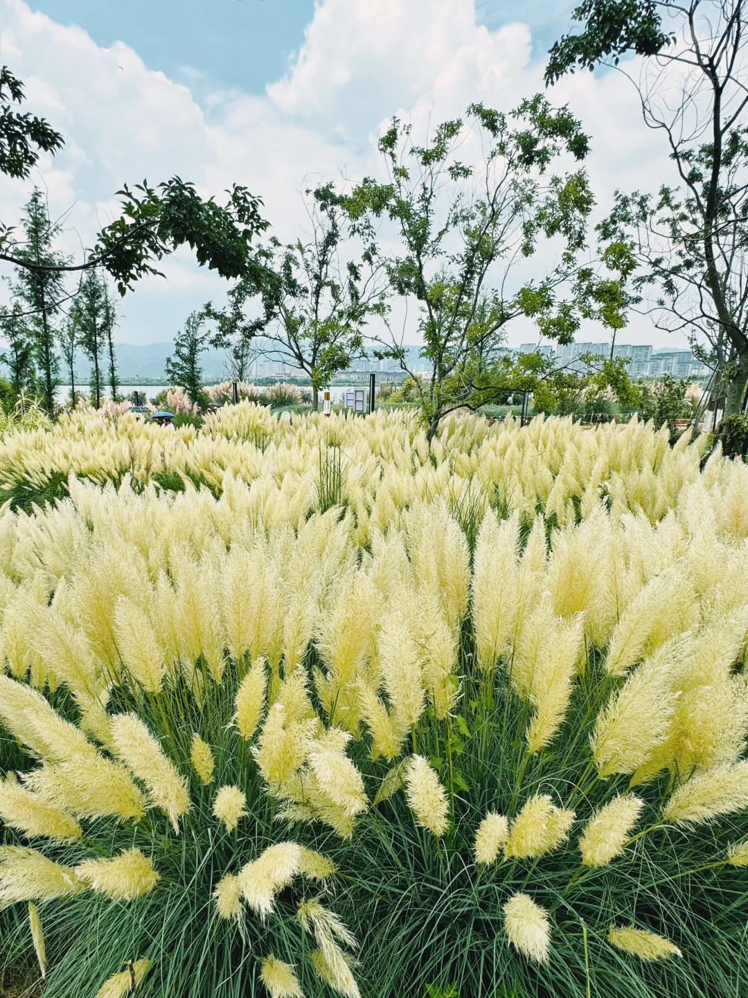 🍂 昆明的芦苇荡已然有了秋的模样