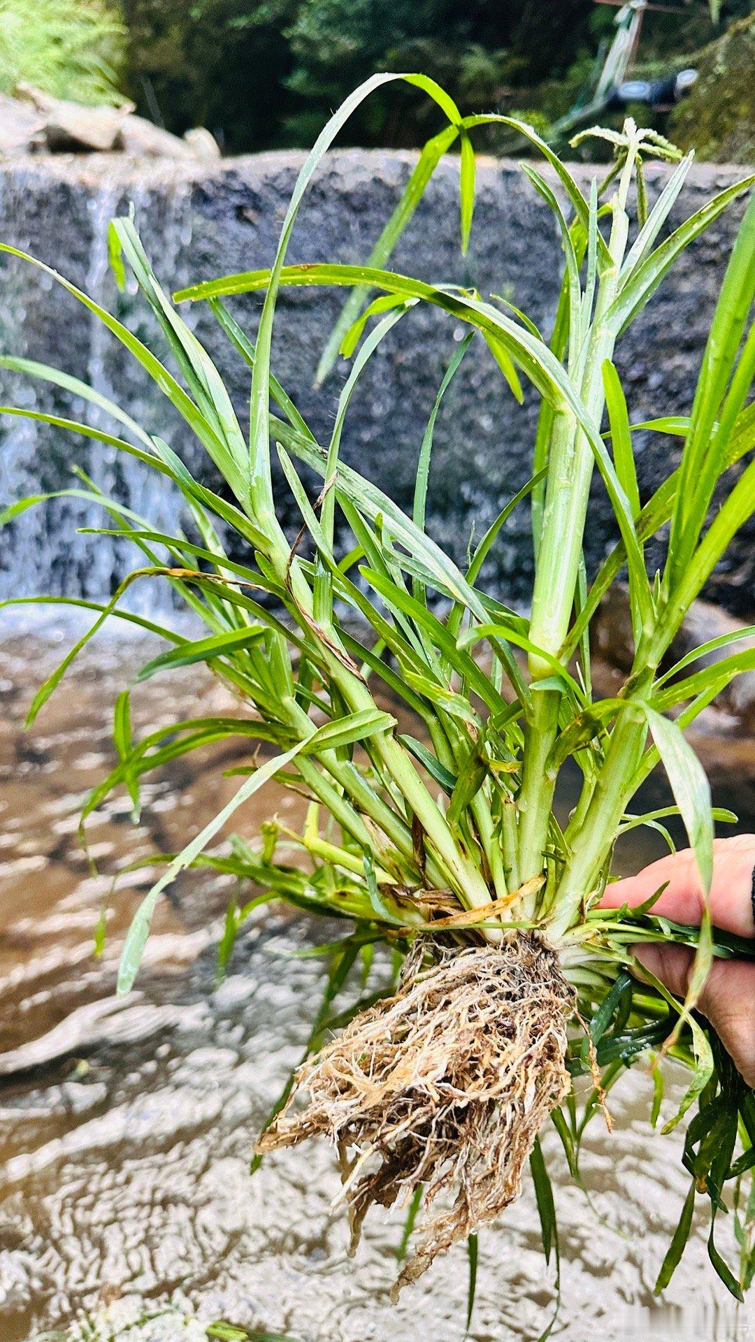 牛筋草是常见的清热利湿类中草药，核心功效是清热解毒、利湿退黄、活血消肿，常用于感