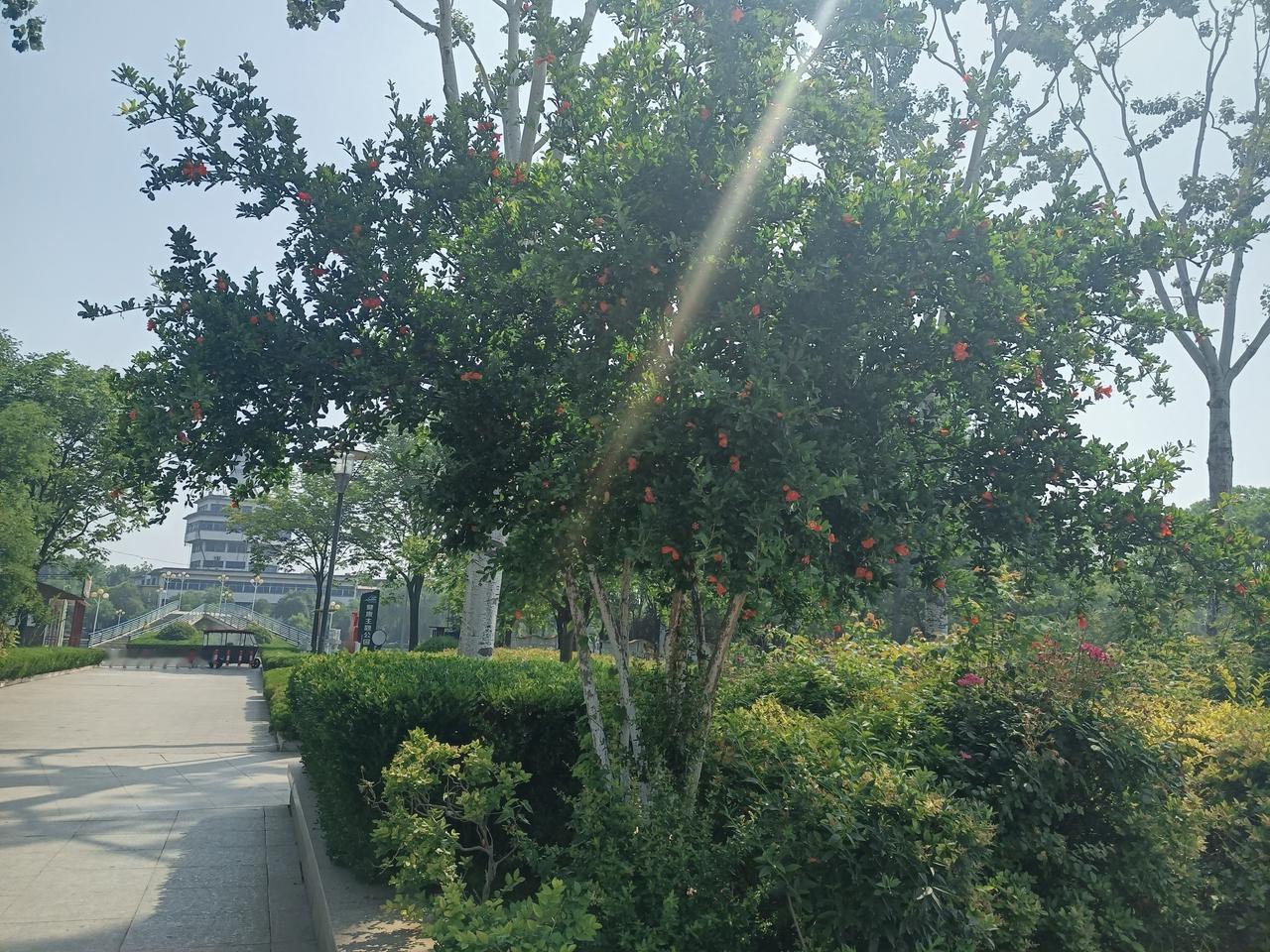 水上公园里的果树，果子快成熟了！（图片来源：老山兰随手拍）