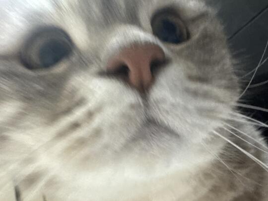 猫不懂什么是自拍