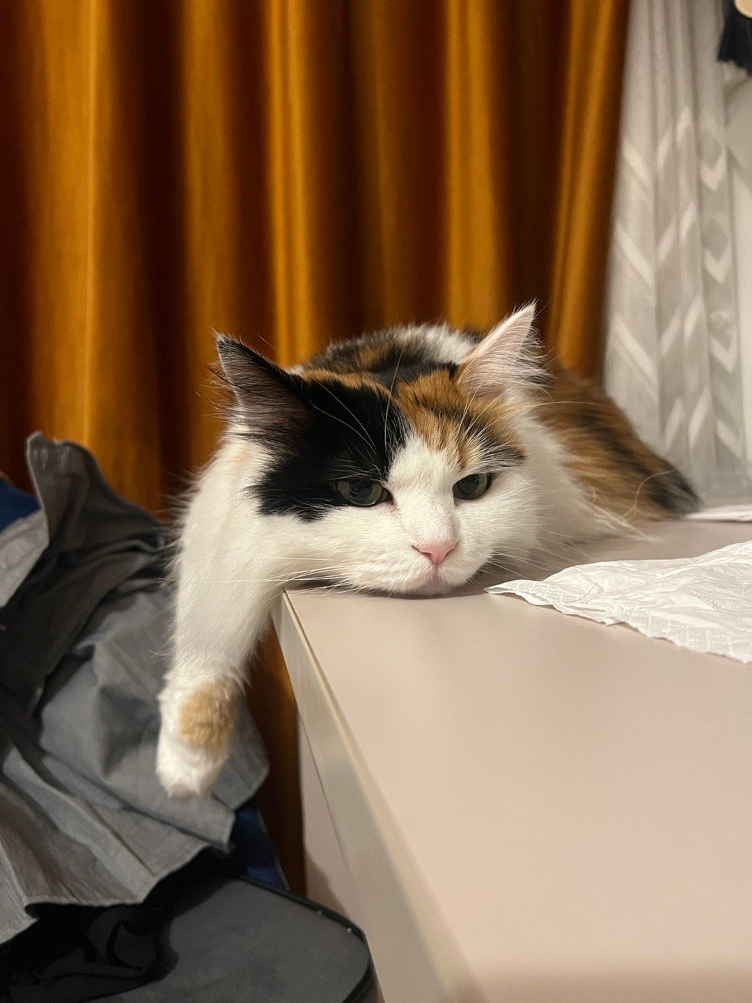 小猫咪有啥心事呀#真的不建议带猫拍婚纱照##动物奇遇记# ​​​