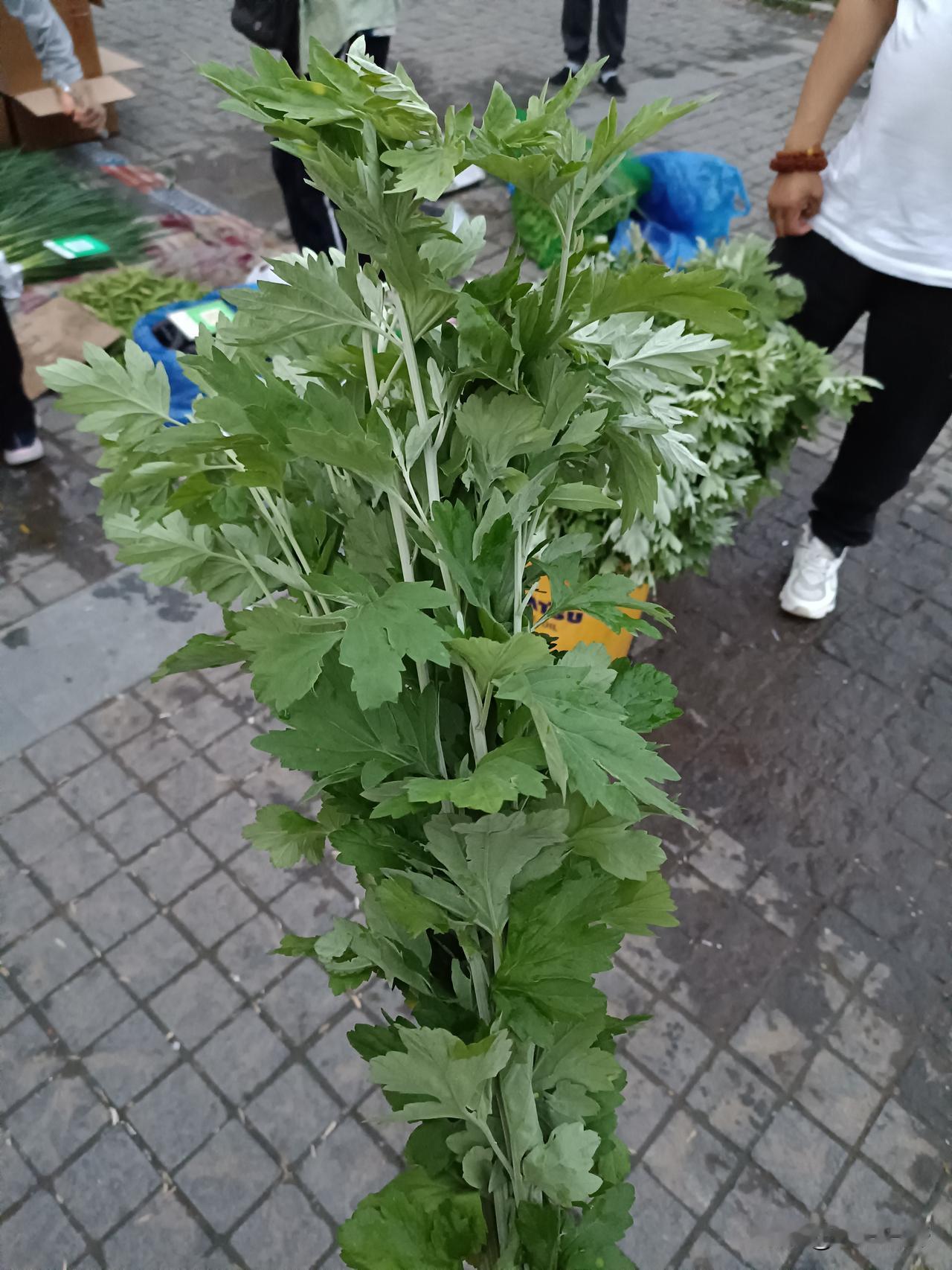 种艾蒿
今晚饭后散步，购买了两捆艾蒿，2元1捆。明天是端午节，使用艾蒿泡水洗脸，