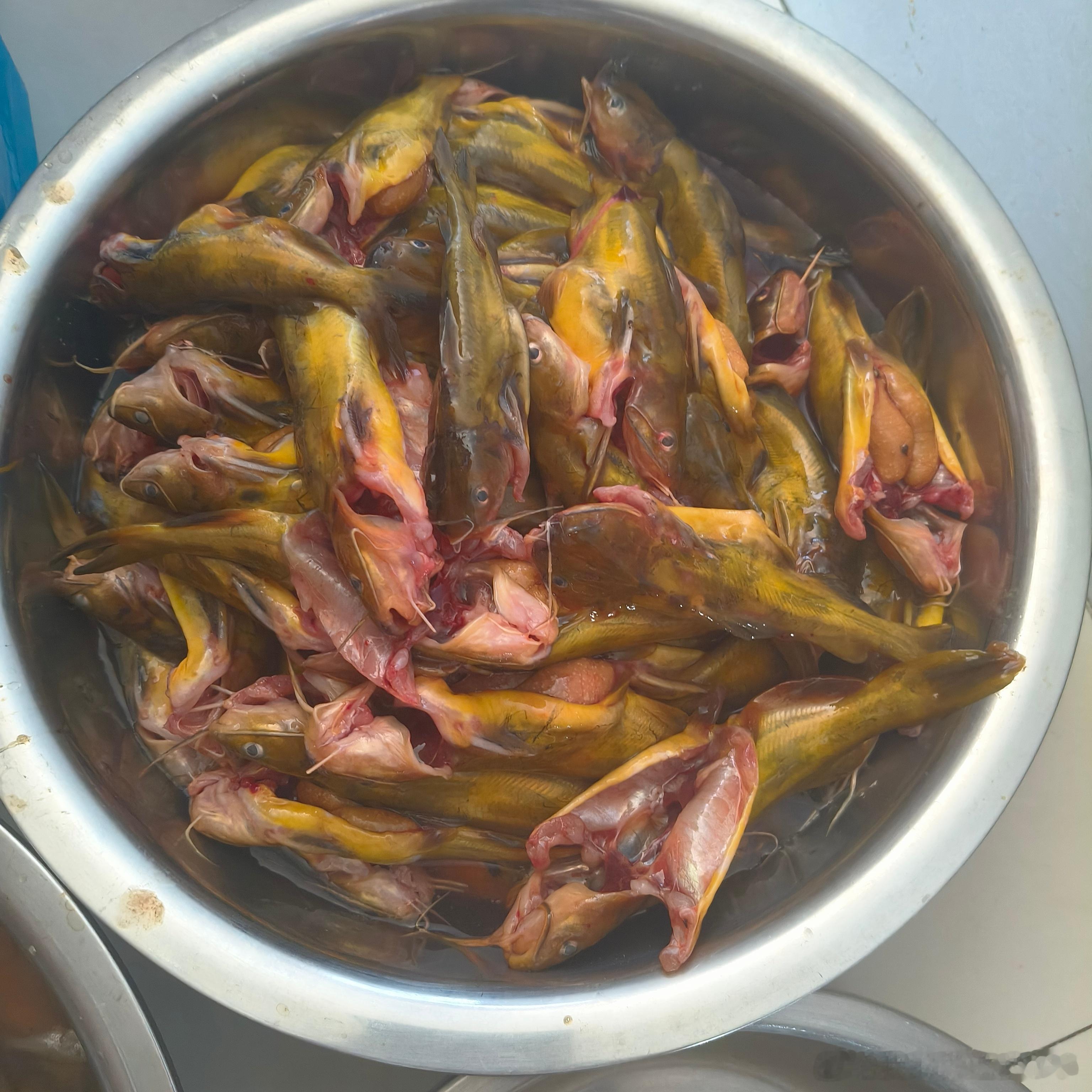 今天收获满满，一盆新鲜的黄辣丁，准备做一道美味的家常菜🐟👨🍳。钓鱼的乐趣不