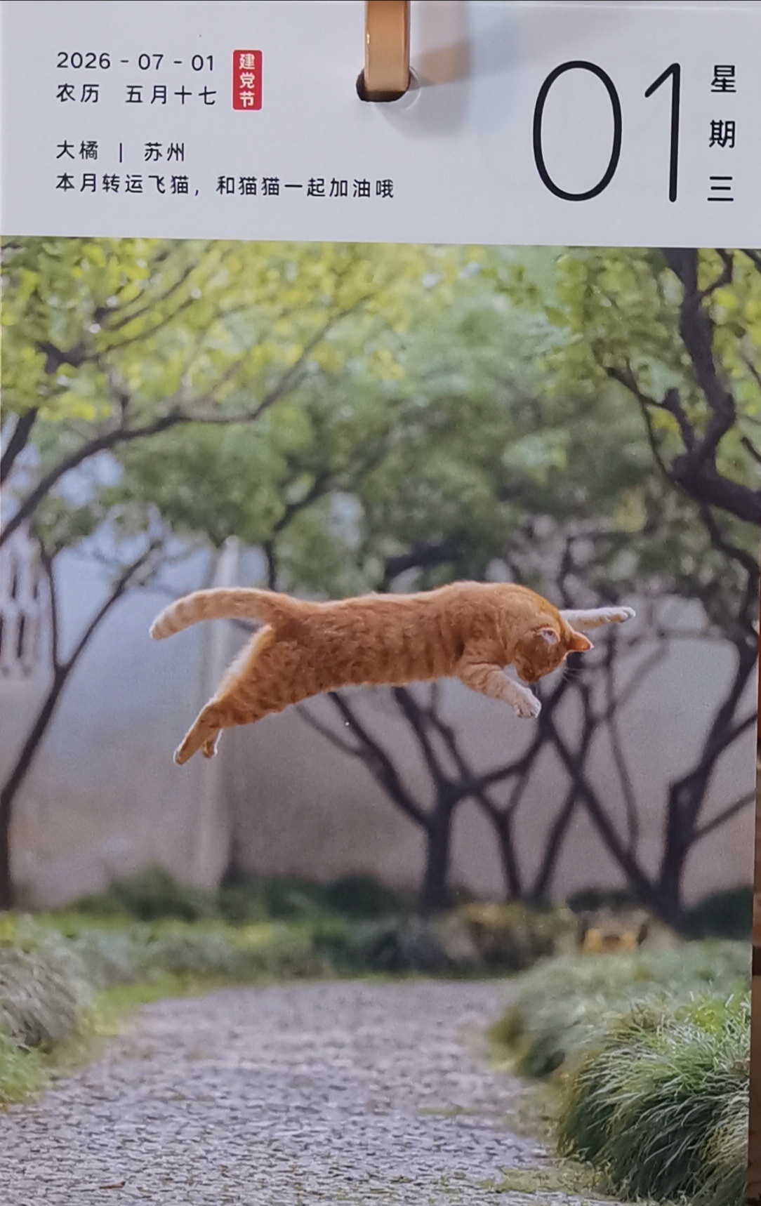 猫宁。今日多帅强弟。一日二猫，洋猫一脸憨相，中猫凌空跃起。