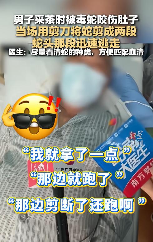 广东惠州六十岁大叔上山采茶，被竹叶青咬到肚子，当场拿剪刀把蛇剪成两段，带蛇头那截