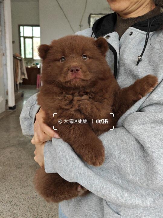 山牛红土松妹妹像不像棕色小熊熊？不像我删