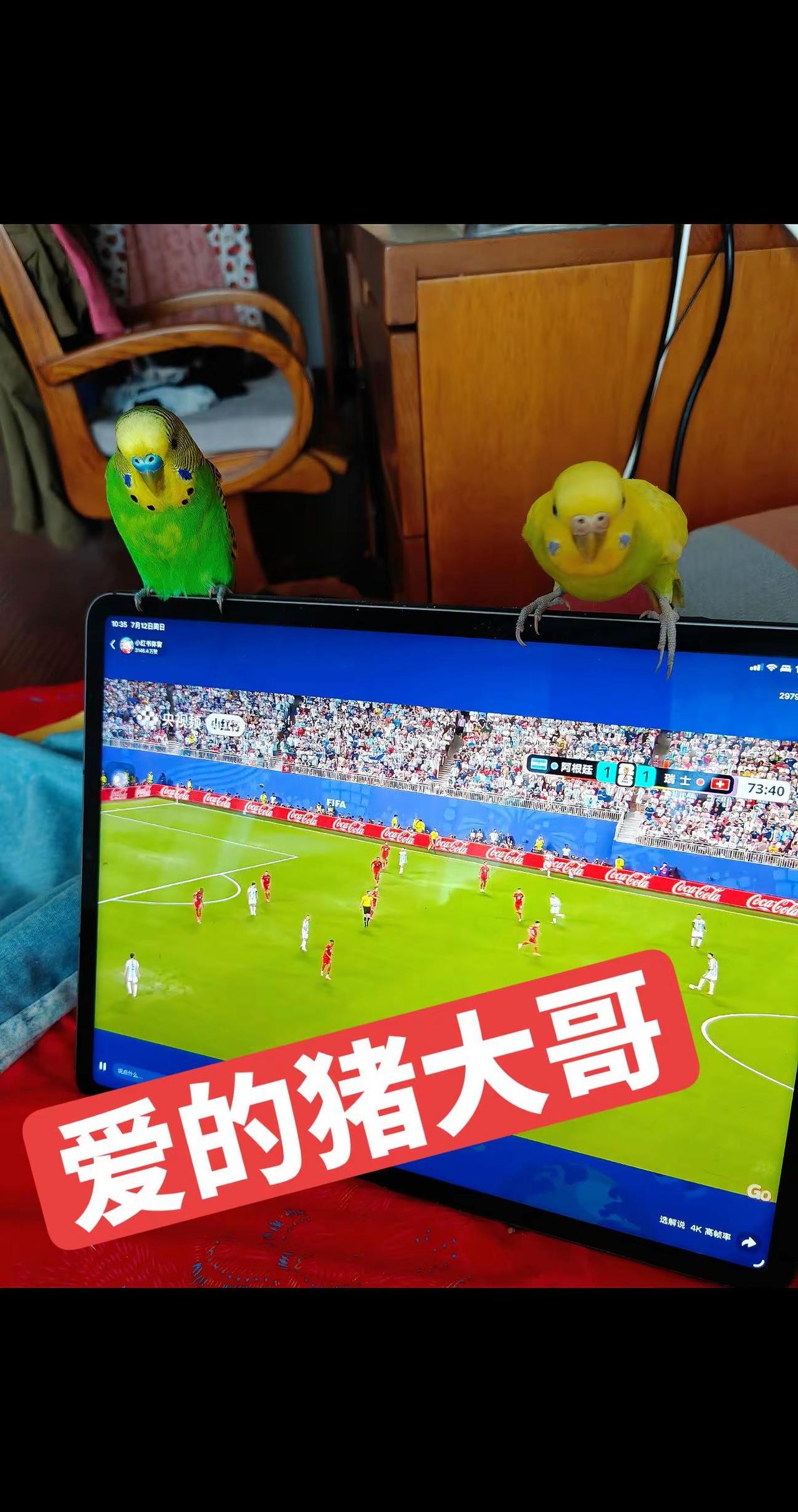 爱的猪大哥。足球赛事