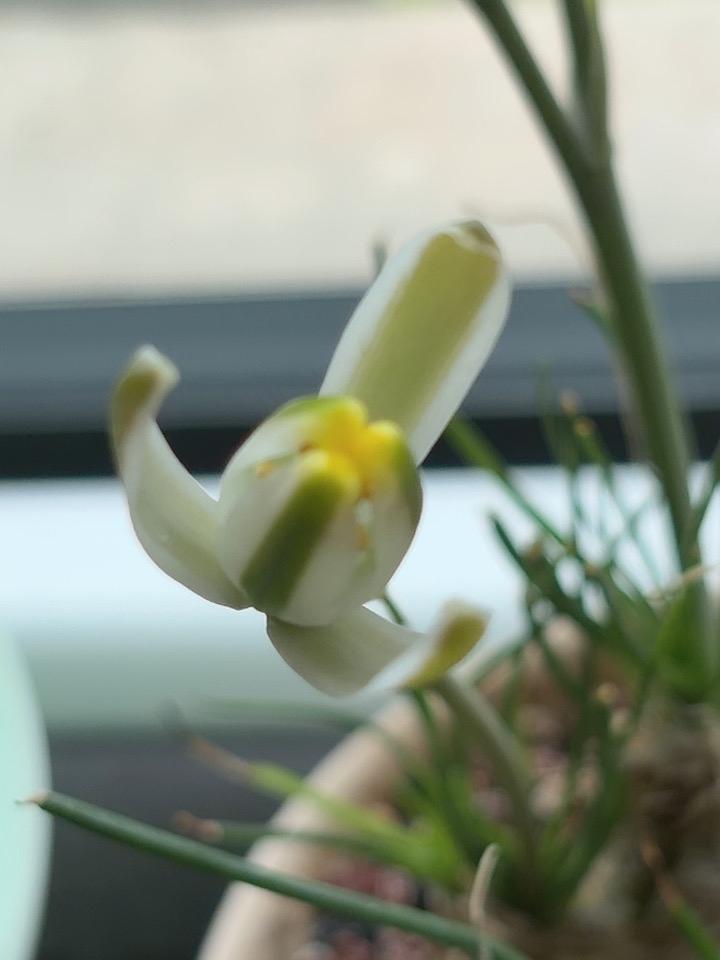 花香不在大，
小花也芬芳。
送来香一缕，
平常待沧桑。