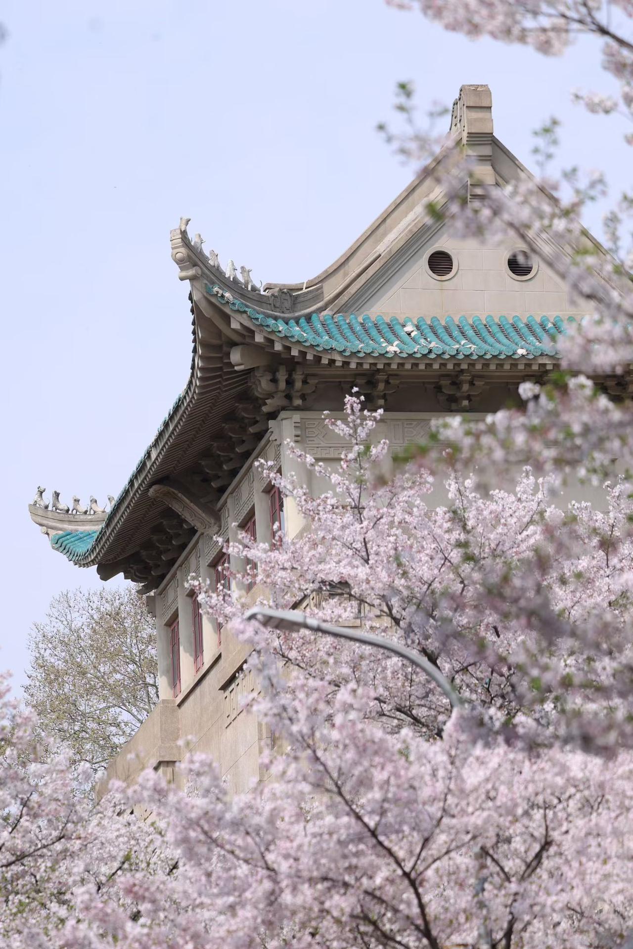 毕竟，春天从不在枝头停留太久，樱花又陪我走向新的春夏秋冬。

樱花树下，站谁都美