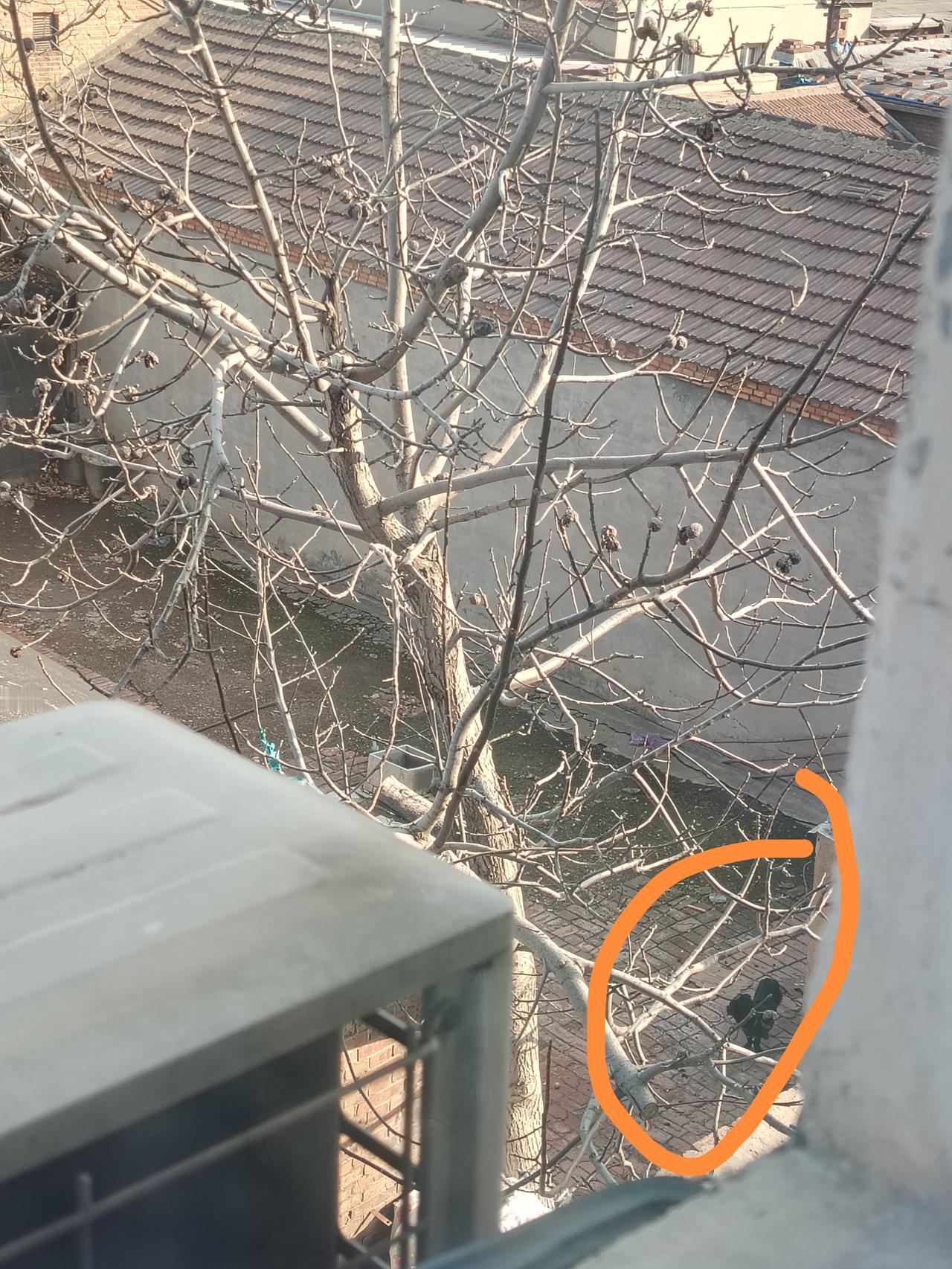 久没人住的房子里，被铁链栓着一只可怜的狗子！[祈祷][祈祷][祈祷]

不记得是