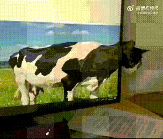 这下是真奶牛猫了 宠物卖萌中心 ​​​