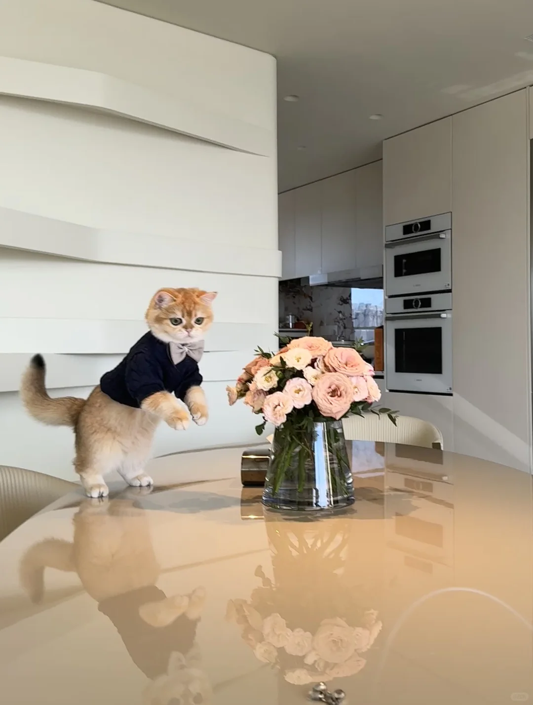 向全世界安利会摆pose的小猫🐱