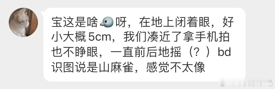 鸟粉投稿 地上发现的【红头长尾山雀】大概率是撞玻璃了，可以给它挪动到灌木丛里休息