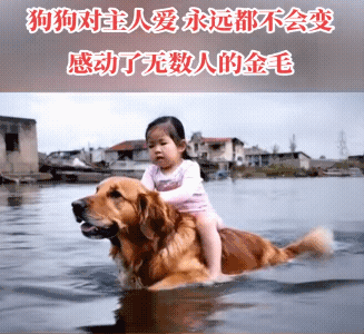 好温馨的画面！好好给它养老吧，这是家人。所以人类都要善待狗狗（疯狗除外）不要去伤