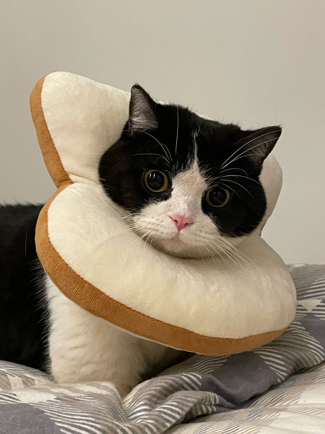 是谁叫本小面包包🍞