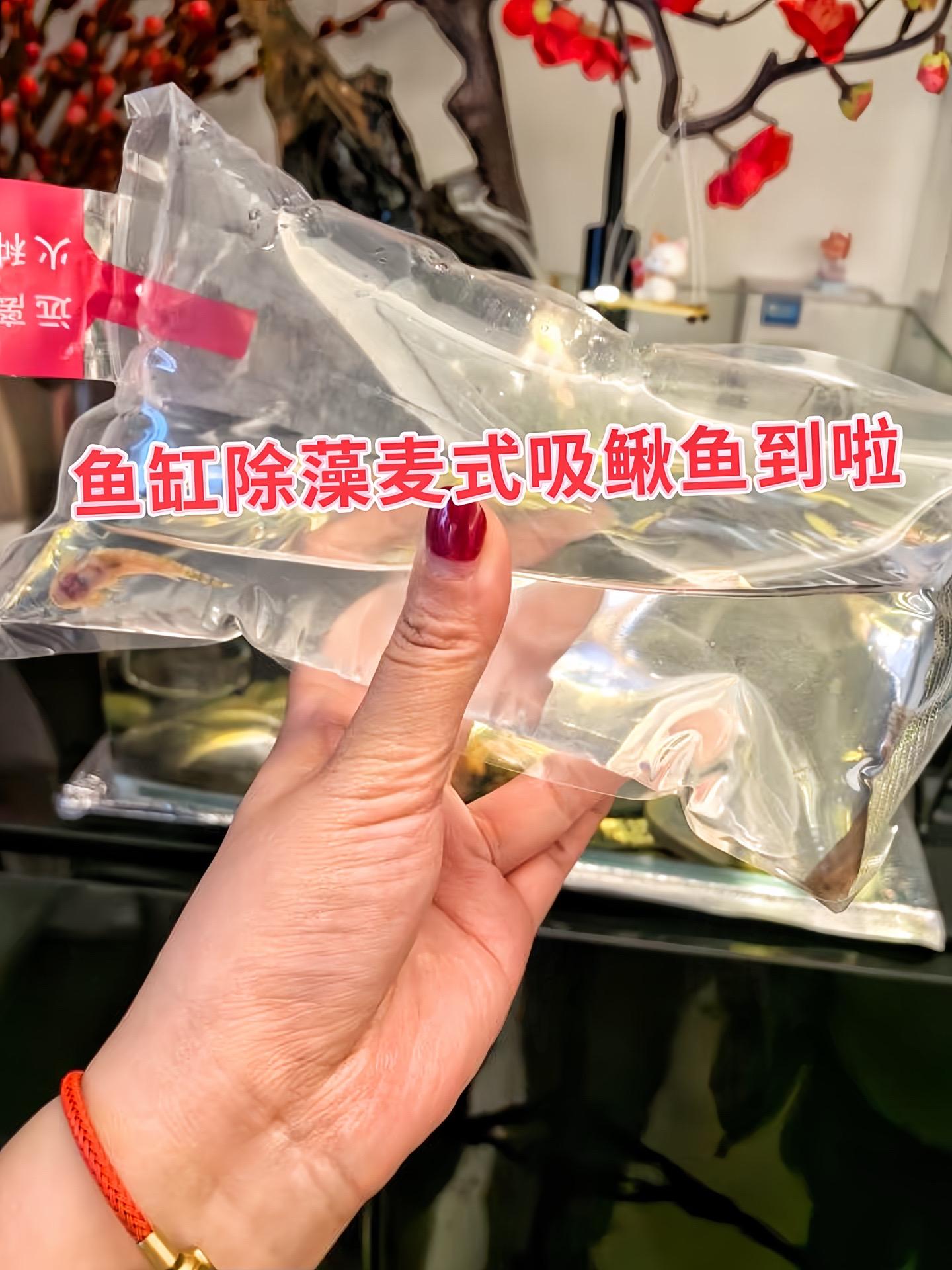 清洁维护  • 清理藻类：原生吸鳅鱼是杂食性鱼类，以藻类为主要食物来源...