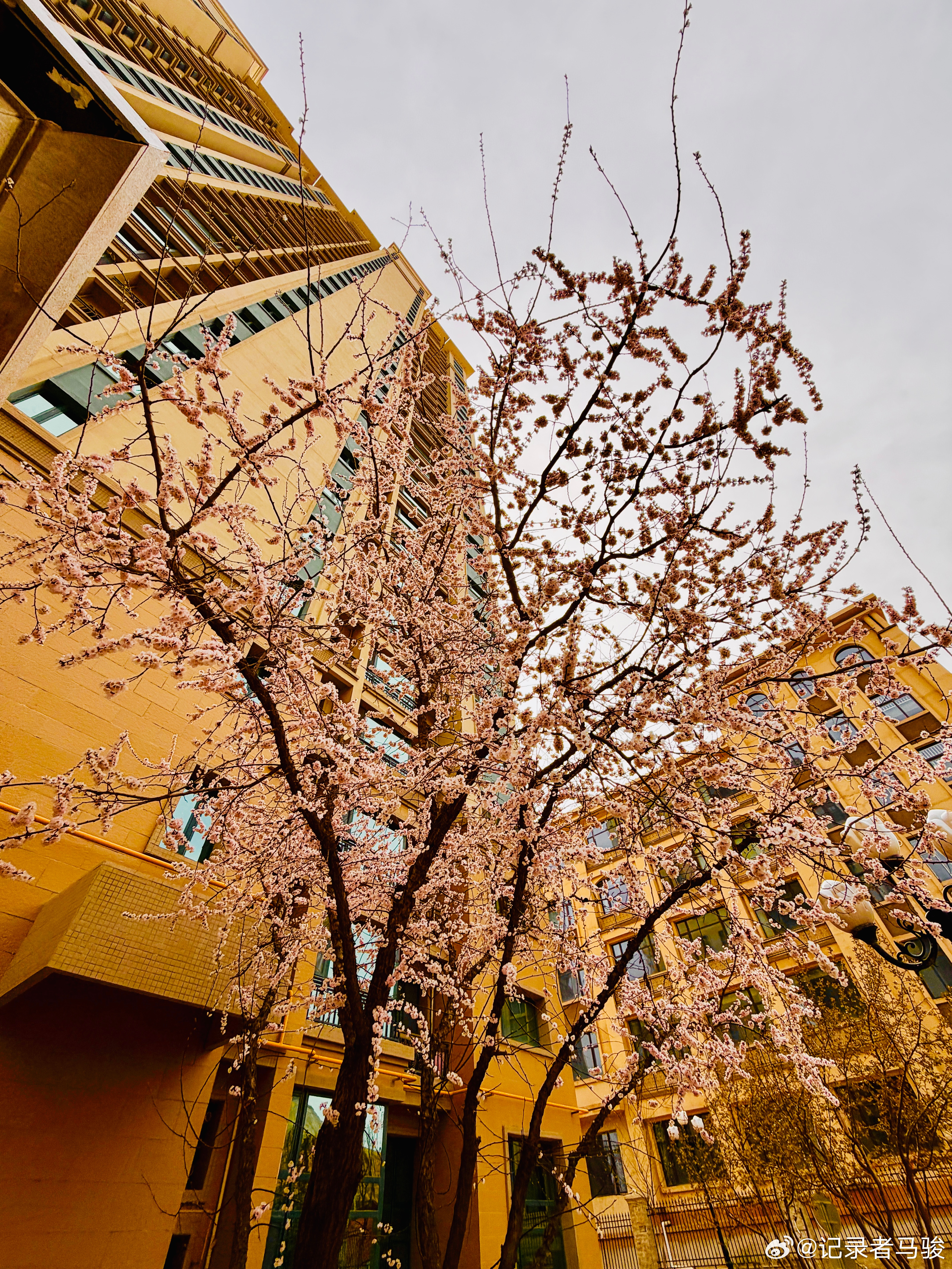 大树会拥抱每一个抬头的人。好梦~~~ 