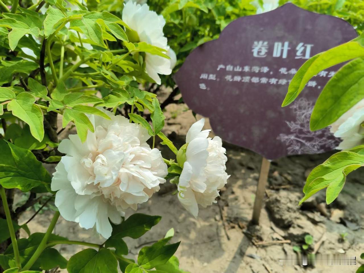 卷叶红，这个品种不像其它牡丹鲜艳，白里透着粉色，花瓣抱成一团，像是大家闺秀，端庄