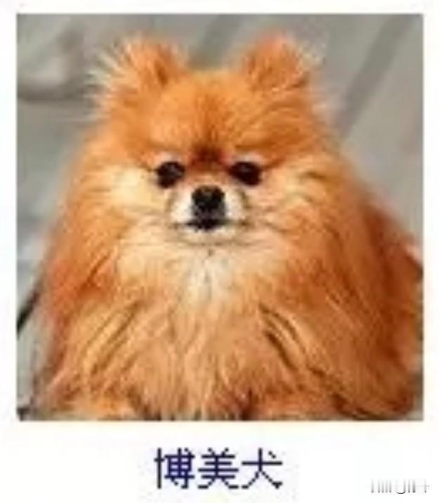 菩萨蛮10·博美犬
       金茸堆作云团软，尖耳轻摇娇容暖。眸底落星柔，舌