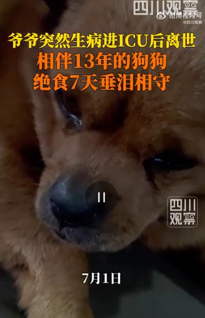 七天滴水未进，四川雅安这只狗狗，寸步不离守在了离世爷爷的灵柩前。这是当地一名女子