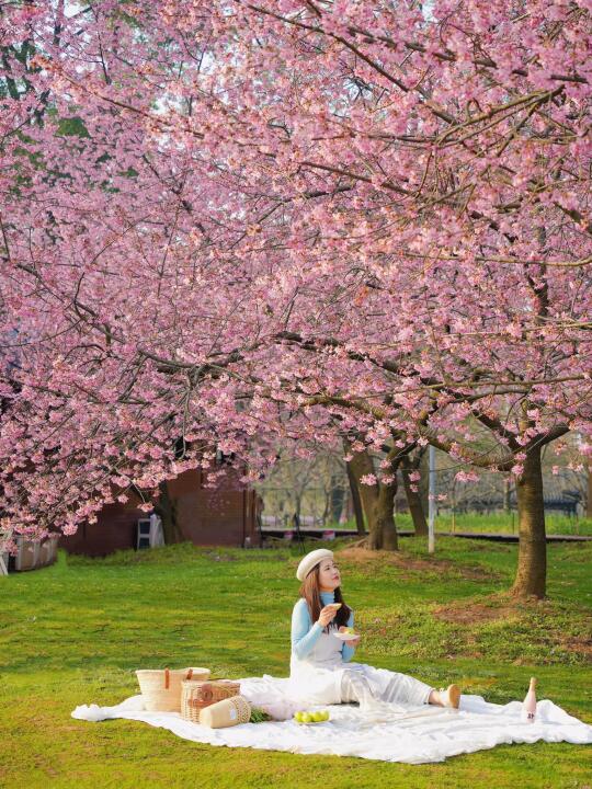不敢想象，接下来3月的武汉有多美！！🌸🌸🌸