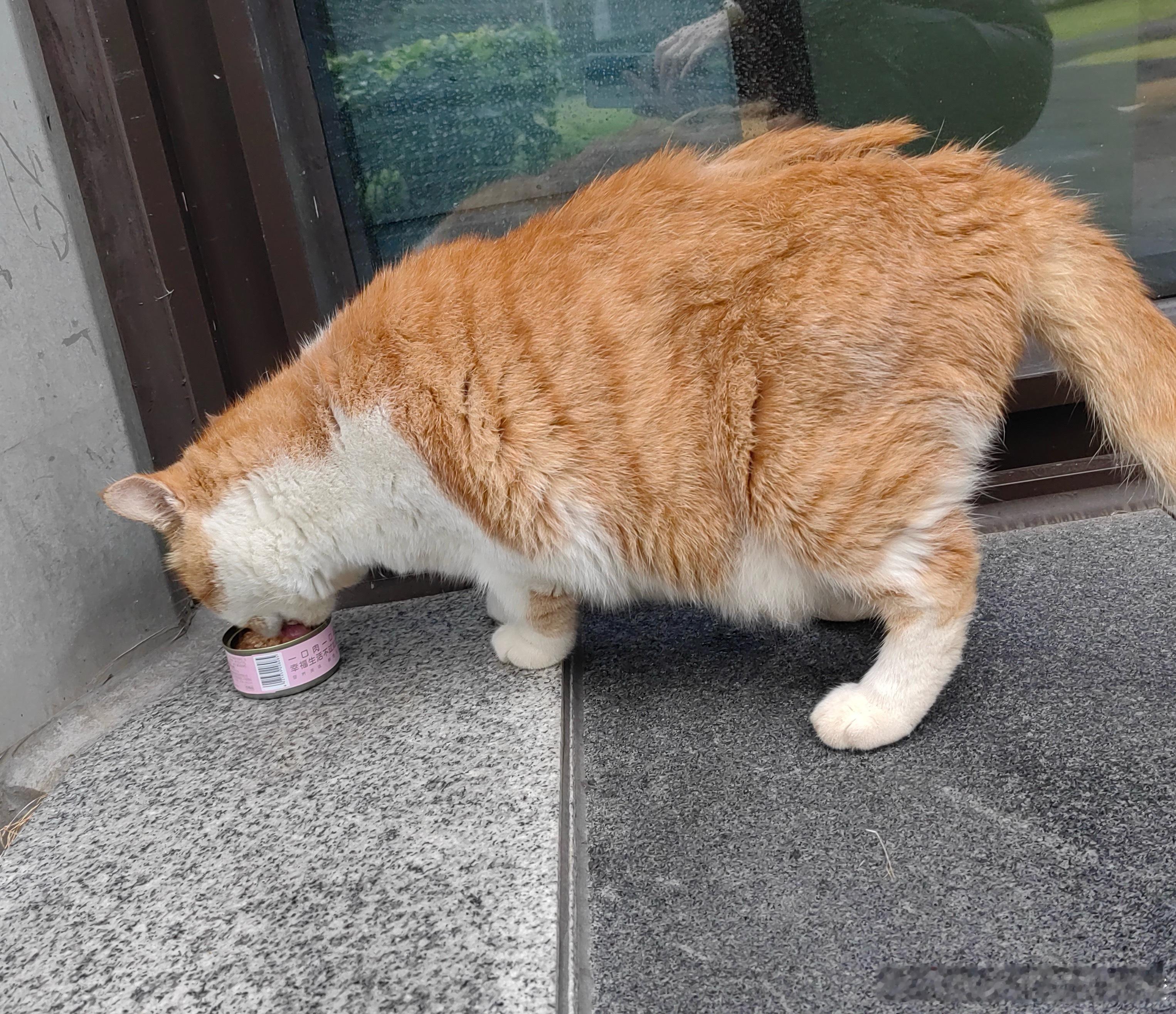 出来吃药了，短大郎短短野生喵[超话]中华田园猫 ​​​