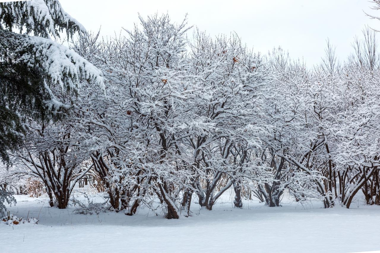 七律·小寒
隆冬二九小寒天，
凛冽风狂冻地坚。
应是层冰凝去路，
更无积雪覆耕田