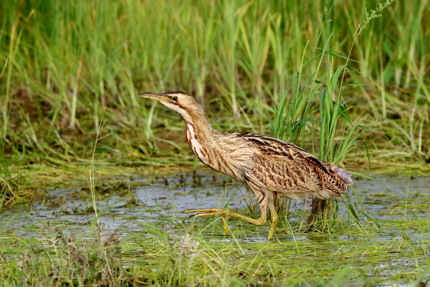 大麻鳽(jiān) （英文名：Eurasian Bittern，学名...