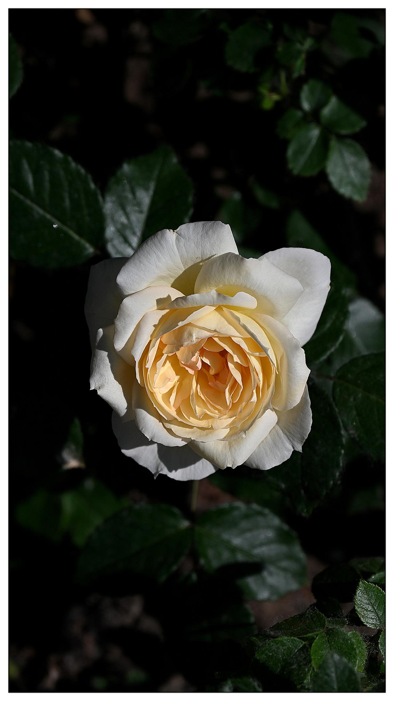 月季花